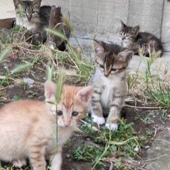 Bu cana ömürlük bir aile bulalım!, Ücretsiz Kedi, Trabzon