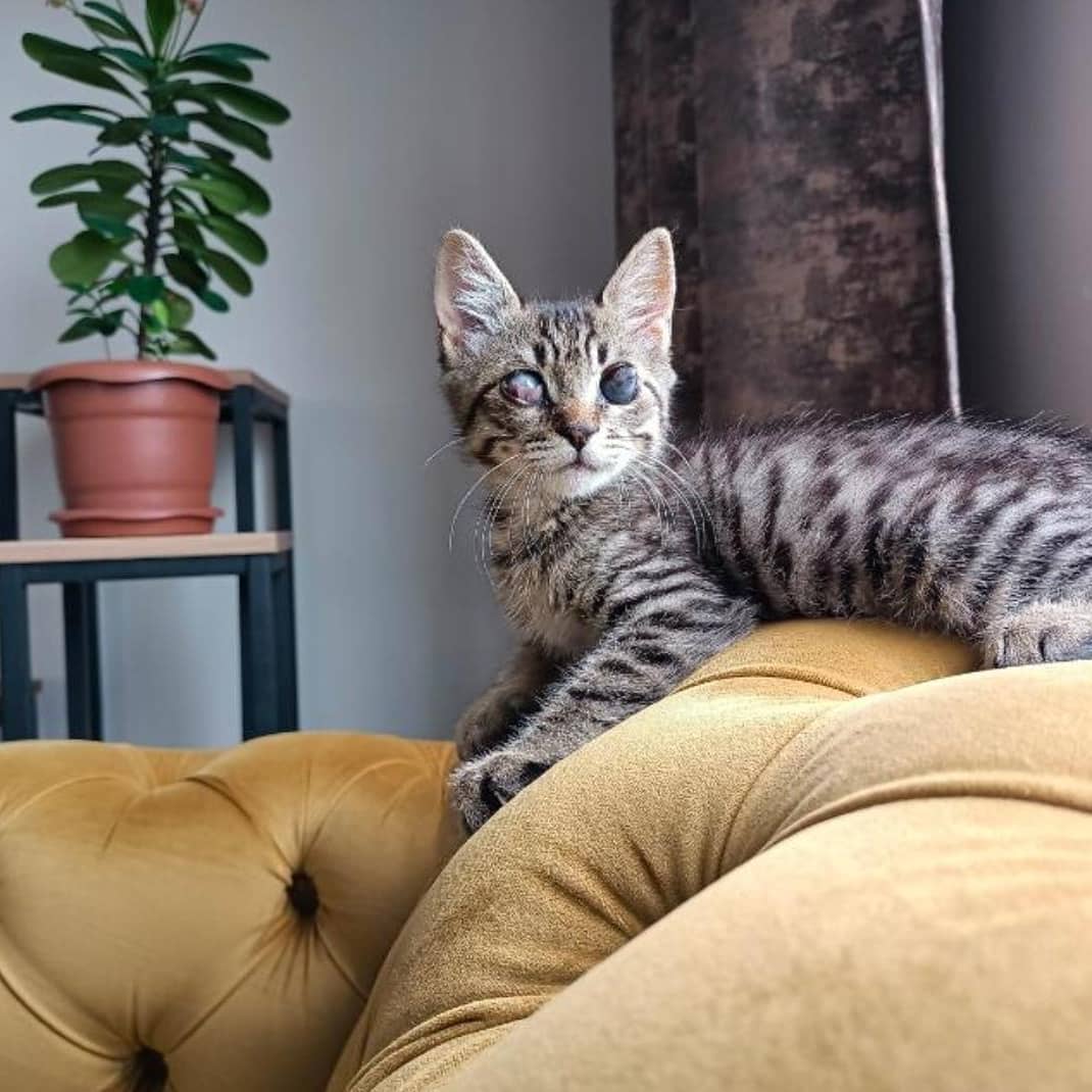 Bu küçük acil evini bekliyor!, Ücretsiz Kedi, İstanbul