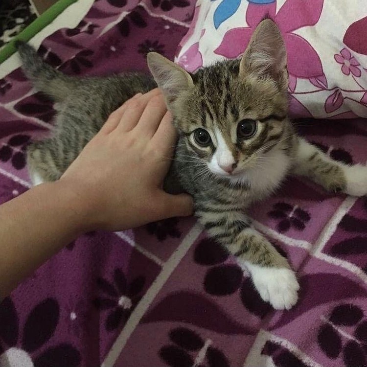 Bu minnoş şimdi ailesini arıyor!, Ücretsiz Kedi, Konya
