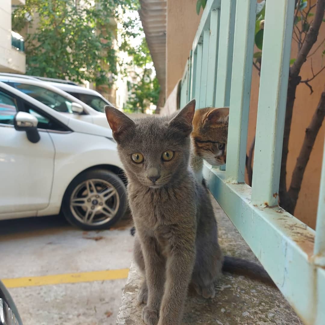 Bu küçük ömürlük arkadaşını bekliyor!, Ücretsiz Kedi, Manisa