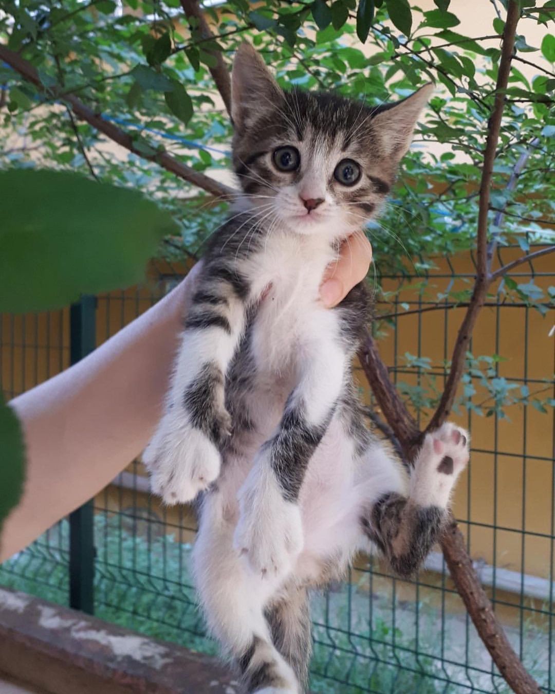 Bu ponçik acil onu sevecek birini bekliyor!, Ücretsiz Kedi, İstanbul
