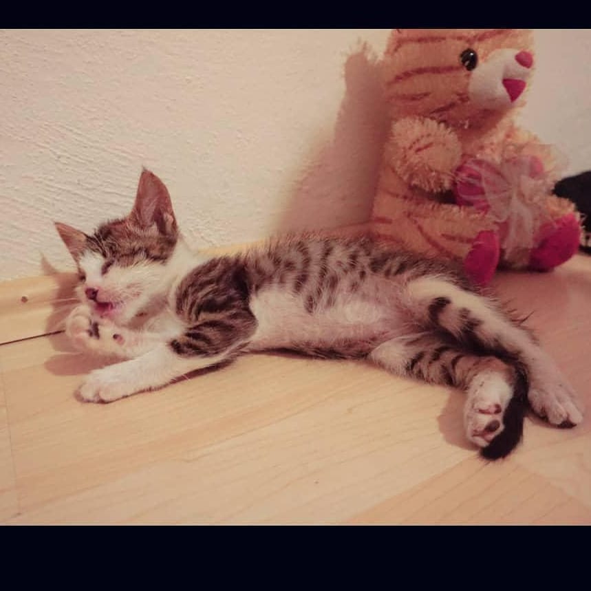Bu yavrucak şimdi onu sevecek birini arıyor!, Ücretsiz Kedi, Antalya