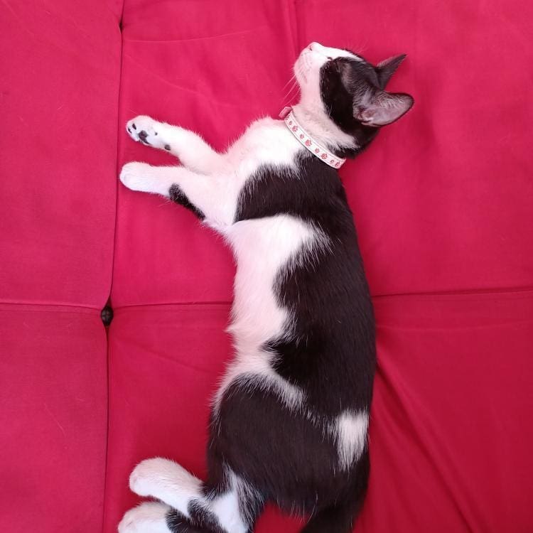Bu patiliye acilen bir yuva aranıyor!, Ücretsiz Kedi, Konya