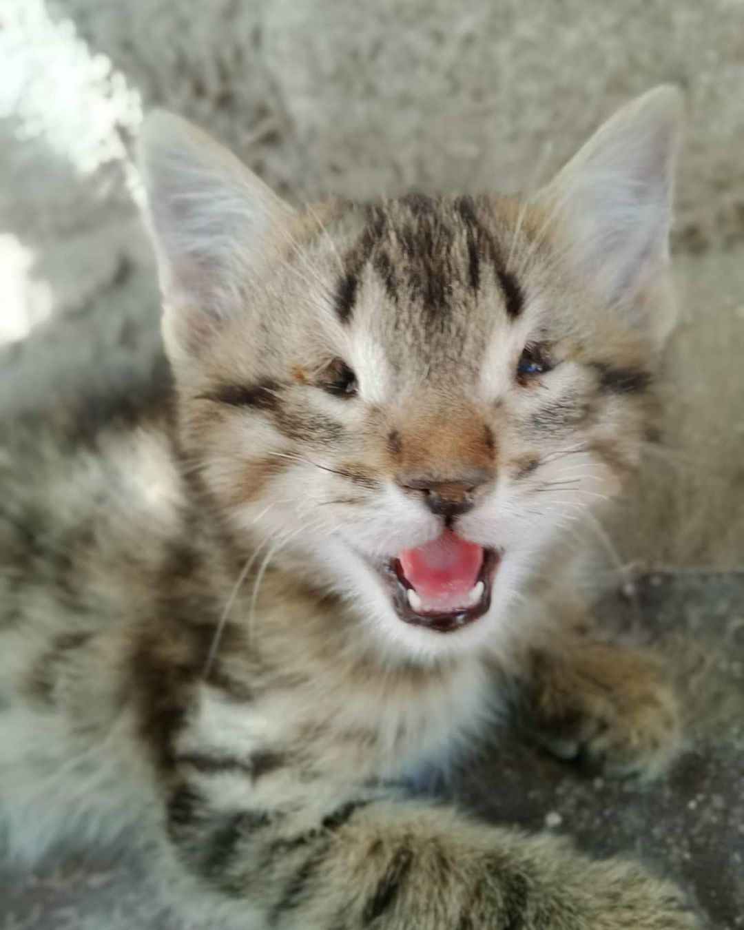 Bu bebişe acil bir ev aranıyor!, Ücretsiz Kedi, Nevşehir