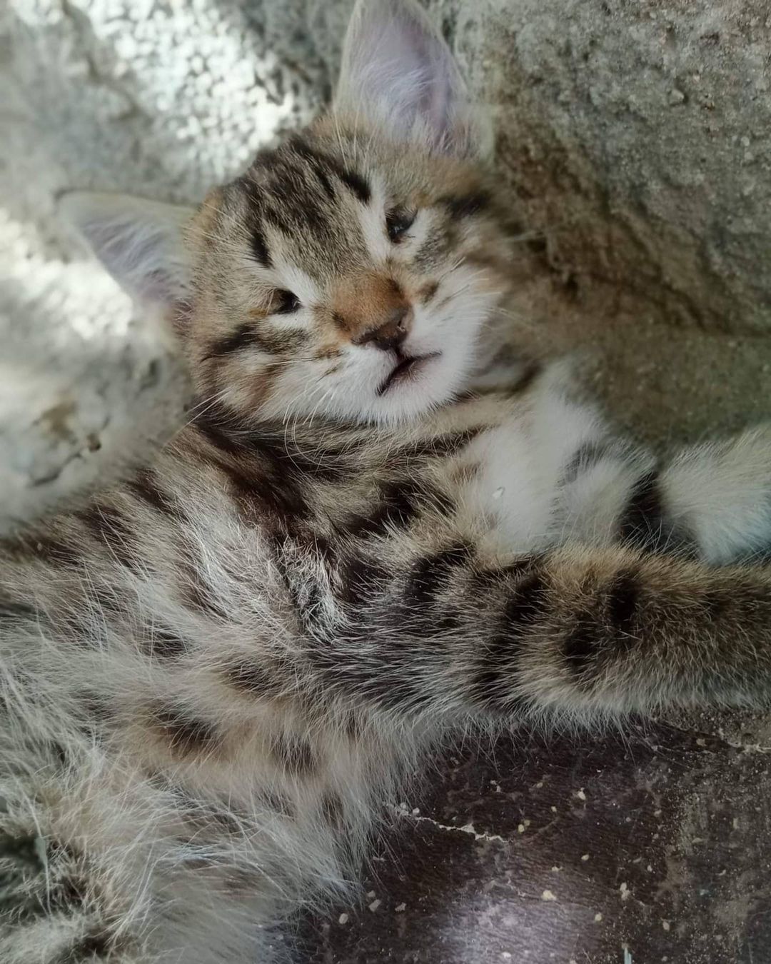 Bu bebişe acil bir ev aranıyor!, Ücretsiz Kedi, Nevşehir