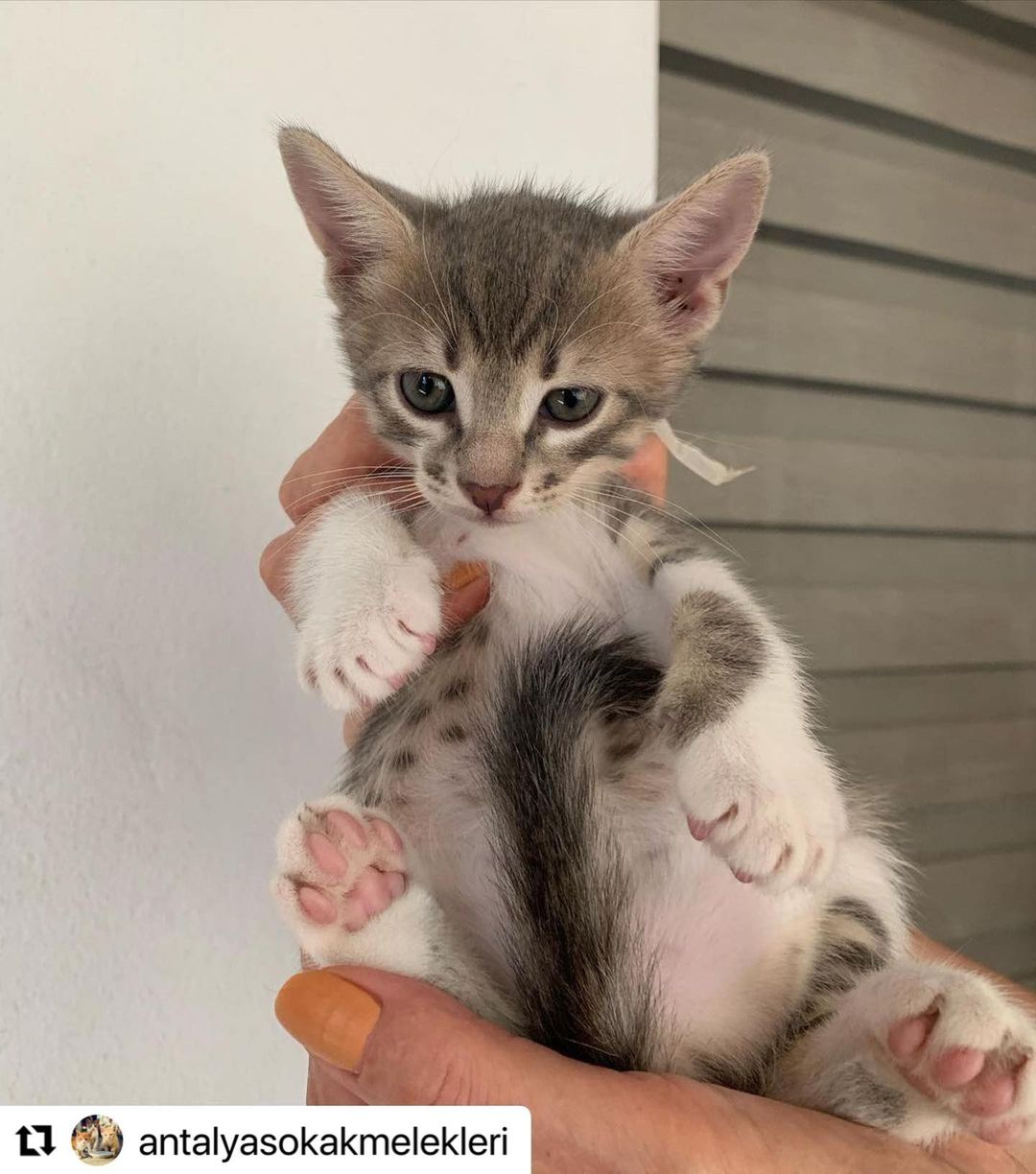 Bu bebek ömürlük yuvasını arıyor!, Ücretsiz Kedi, Antalya