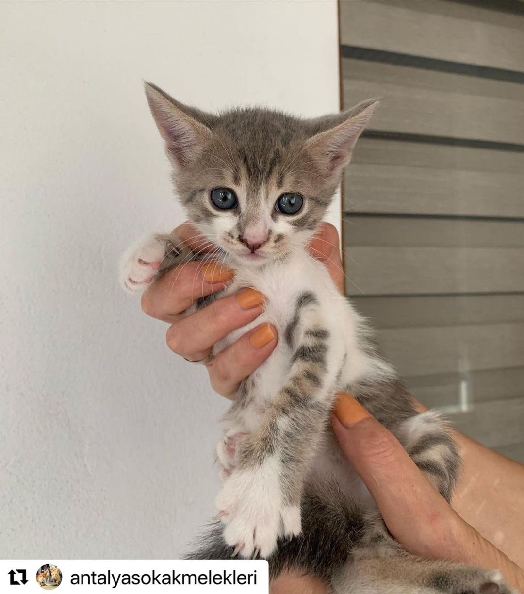 Bu bebek ömürlük yuvasını arıyor!, Ücretsiz Kedi, Antalya