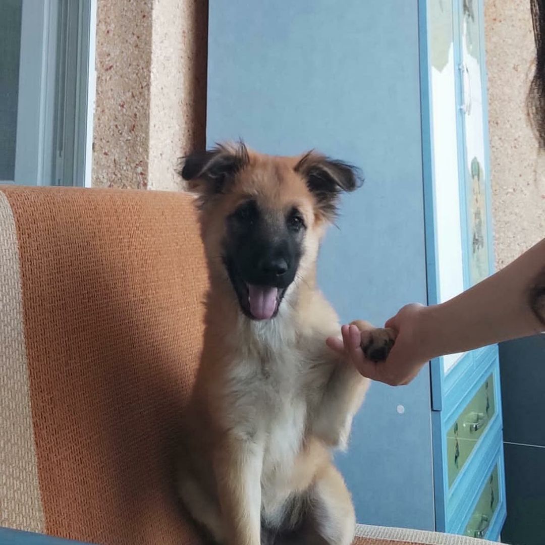 Bu bebek ömürlük arkadaşını bekliyor!, Ücretsiz Köpek, Ankara