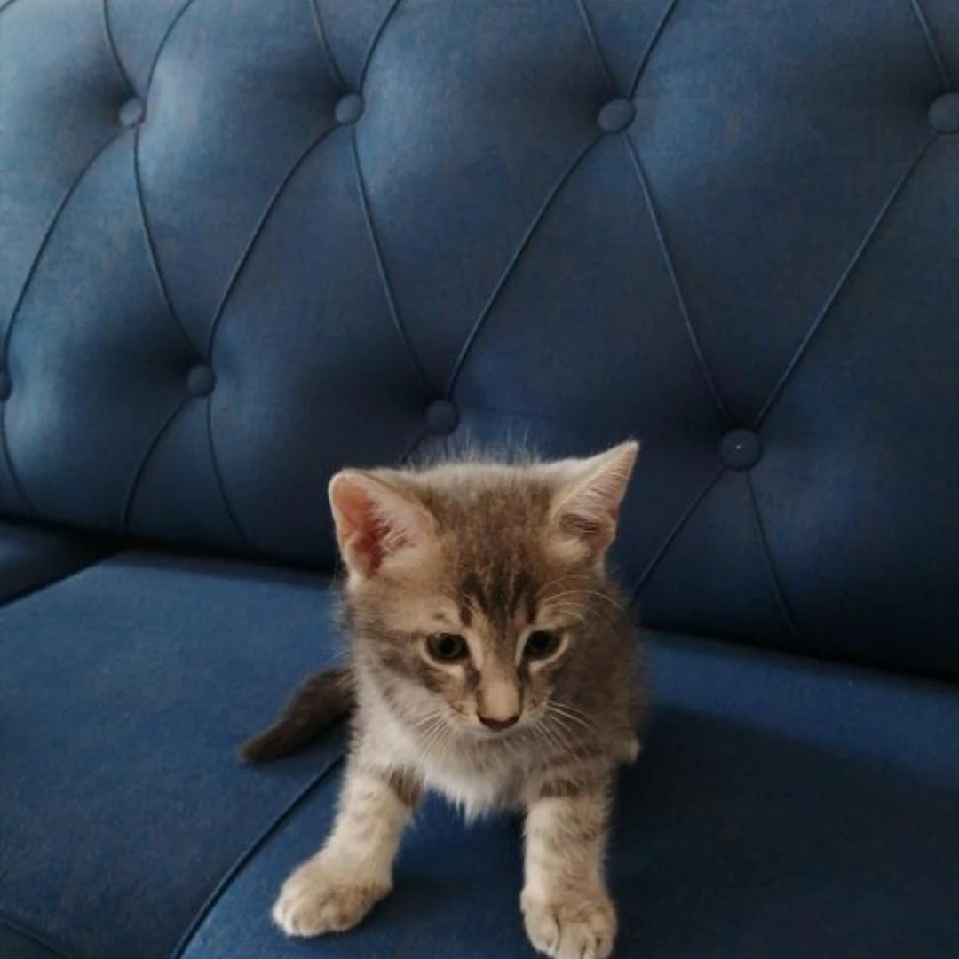 Bu patiye acil bir ev aranıyor!, Ücretsiz Kedi, İzmir
