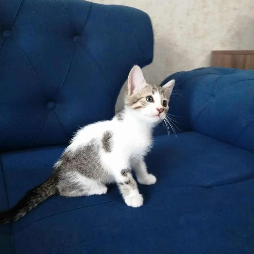 Bu patiye acil bir ev aranıyor!, Ücretsiz Kedi, İzmir