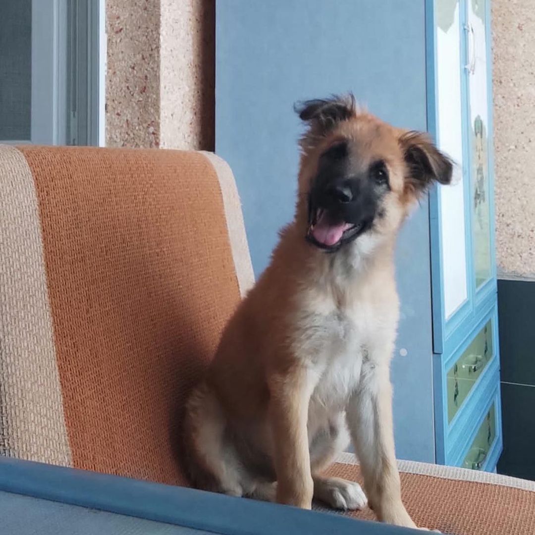 Bu patiliye şimdi bir ev aranıyor!, Ücretsiz Köpek, Ankara