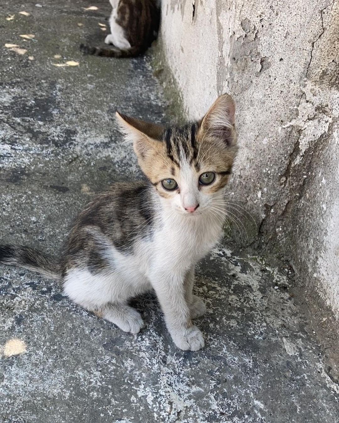 Bu yavrucağa acil bir aile lazım!, Ücretsiz Kedi, Bursa