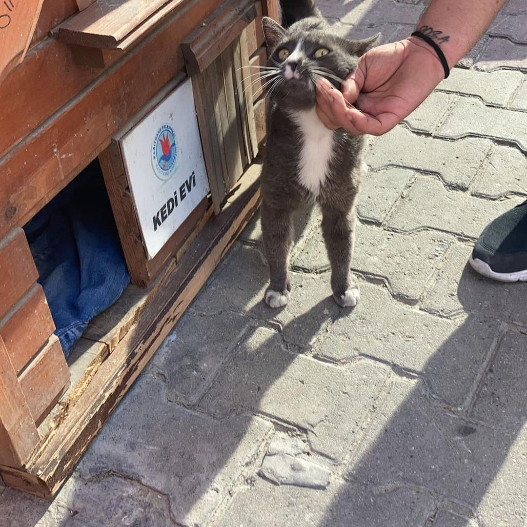 Bu can ömürlük sahibini arıyor!, Ücretsiz Kedi, İstanbul