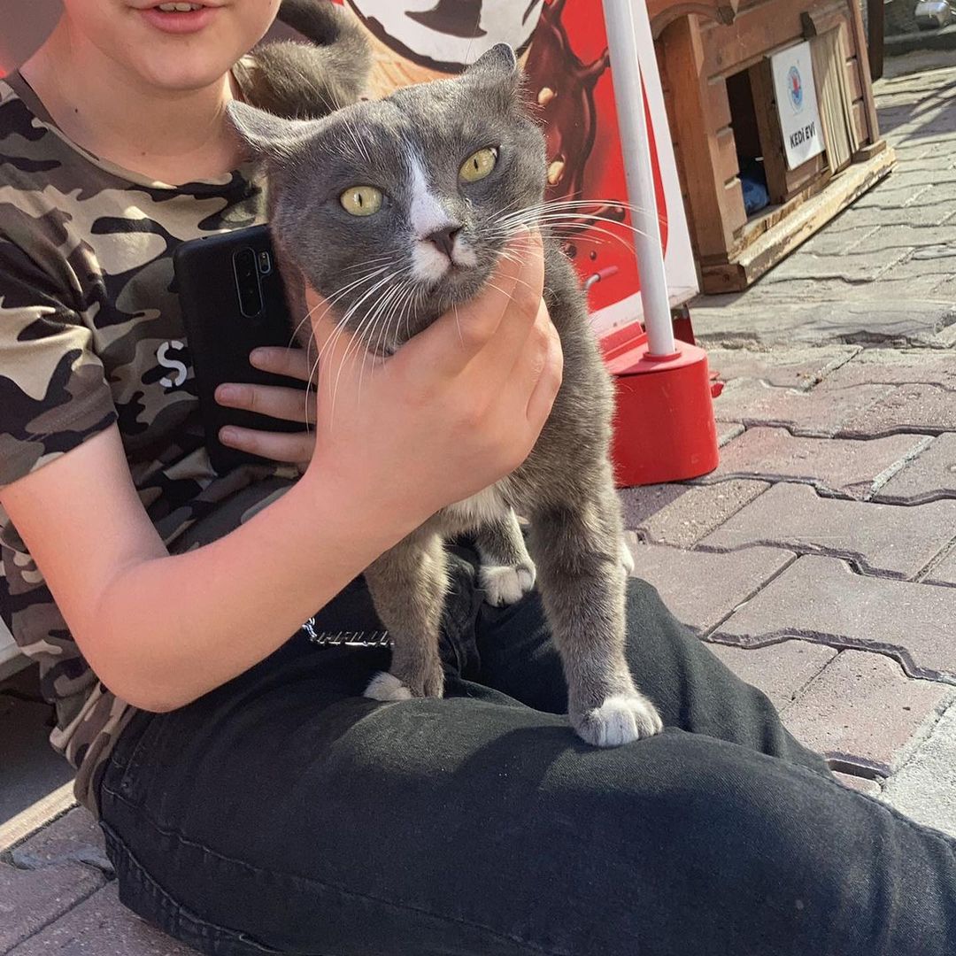 Bu can ömürlük sahibini arıyor!, Ücretsiz Kedi, İstanbul