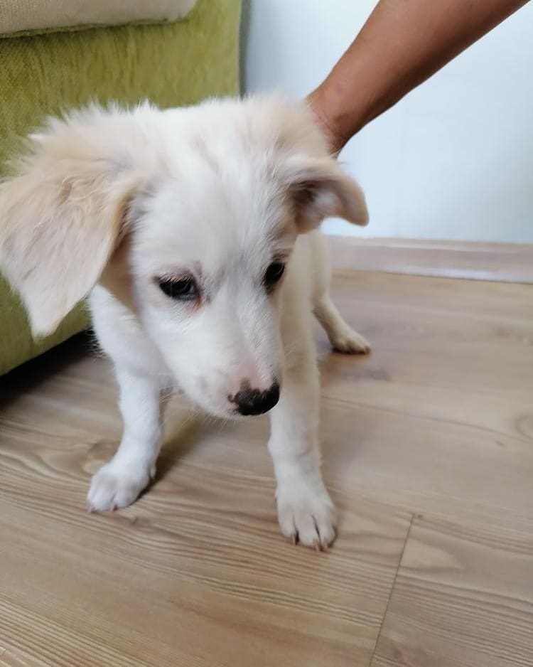 Bu paticiğe acilen bir ev aranıyor!, Ücretsiz Köpek, İzmir