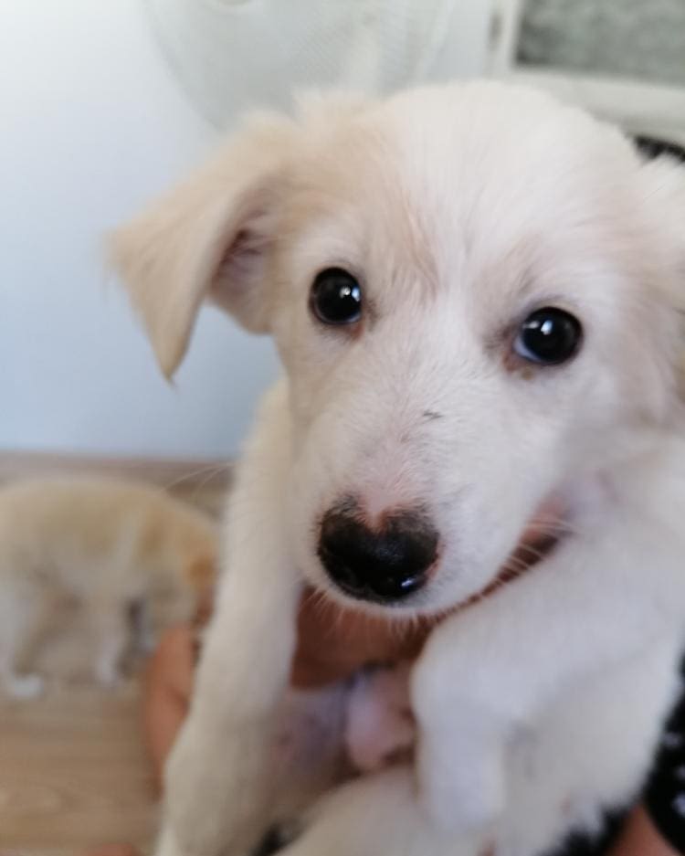 Bu paticiğe acilen bir ev aranıyor!, Ücretsiz Köpek, İzmir