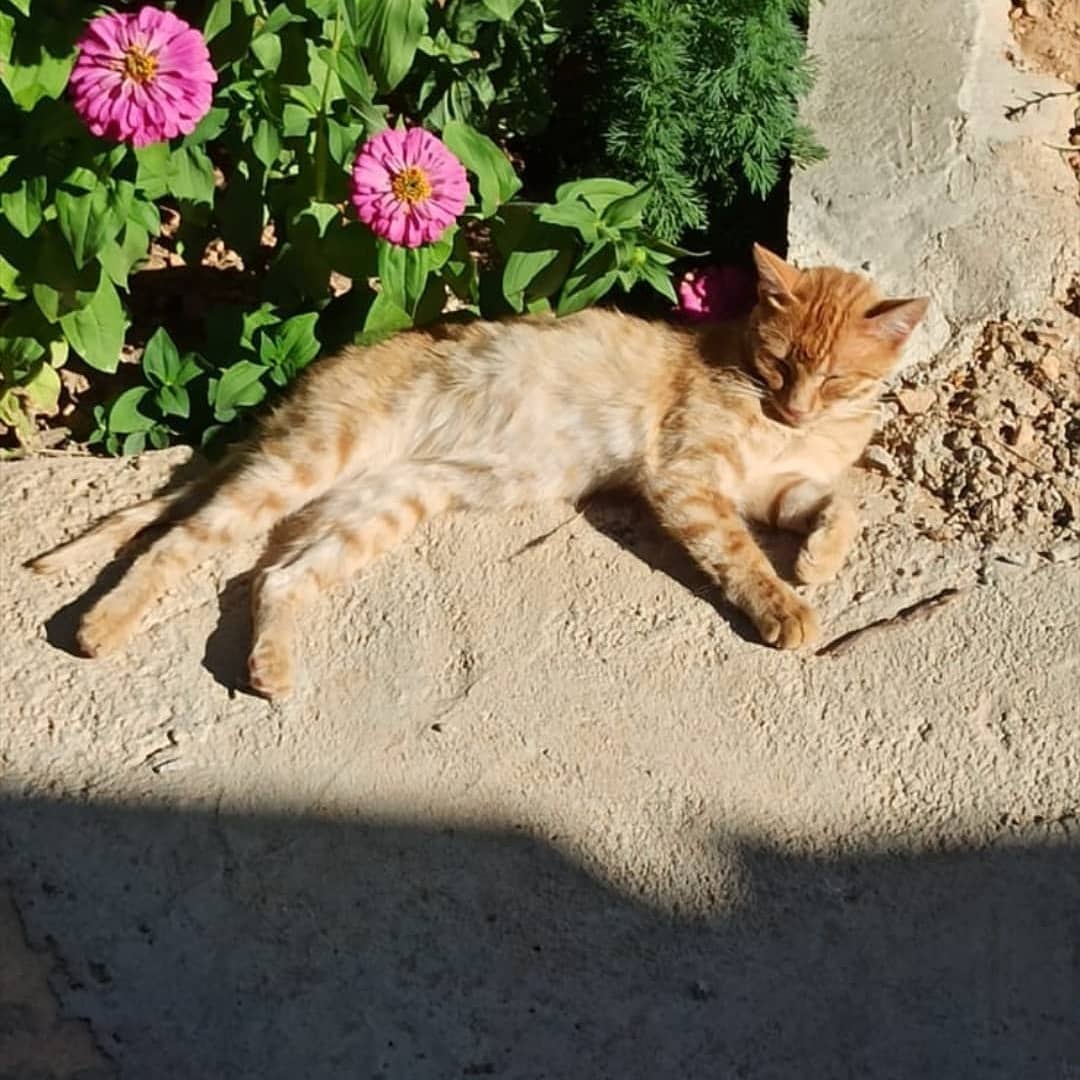 Bu bebişe acil bir sahip bulalım!, Ücretsiz Kedi, Konya