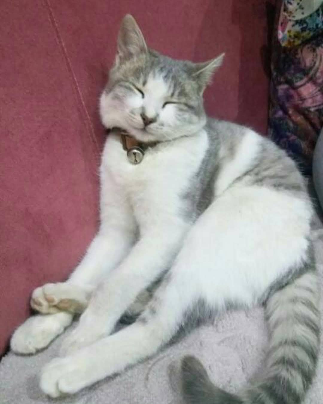 Bu patili ömürlük sahibini arıyor!, Ücretsiz Kedi, Konya