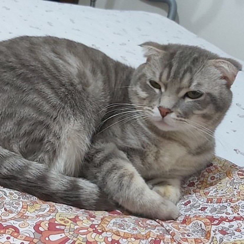 Bu ponçik acil evini bekliyor!, Ücretsiz Kedi, Manisa