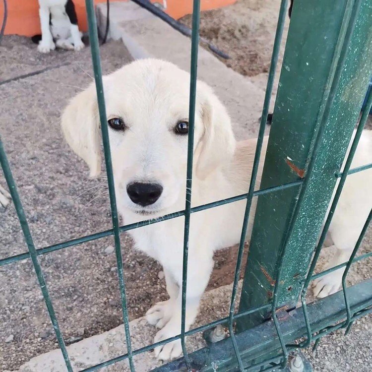 Bu bebişe şimdi bir ev aranıyor!, Ücretsiz Köpek, İzmir