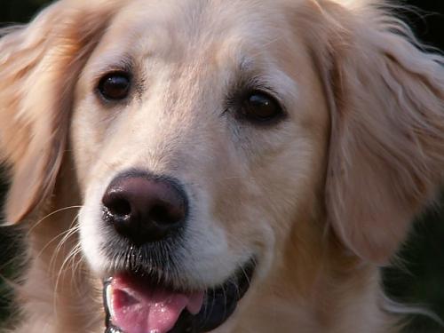 mısır Dişi Golden Retriever