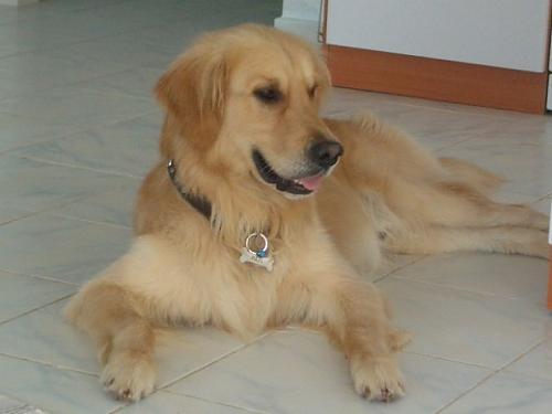 papi Erkek Golden Retriever