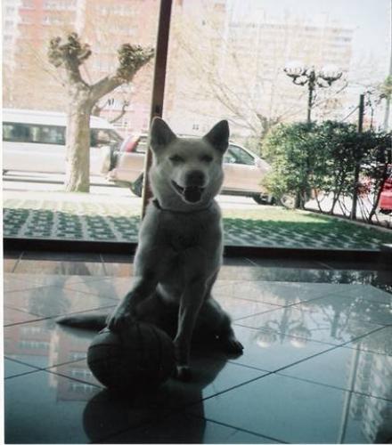 angel Dişi Sibirya Kurdu (Husky)