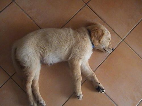 betty Dişi Golden Retriever