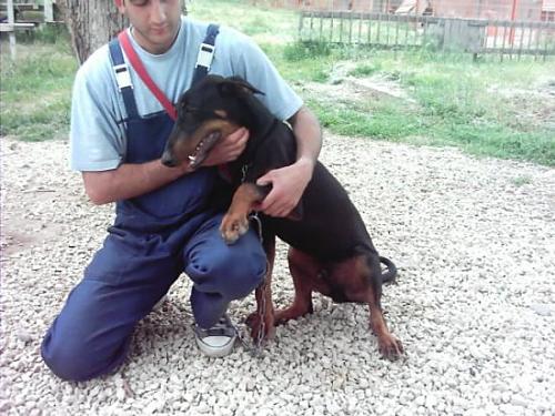 ludwig Erkek Doberman Pinscher