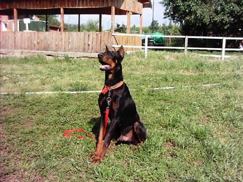 ludwig Erkek Doberman Pinscher