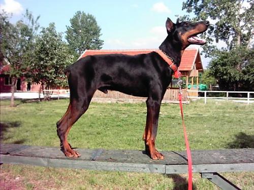 ludwig Erkek Doberman Pinscher