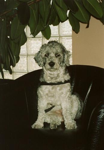 Hera Dişi Airedale Terrier