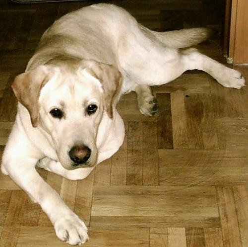 paşa Erkek Labrador Retriever