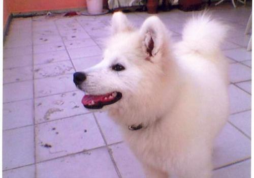 eric Erkek Samoyed