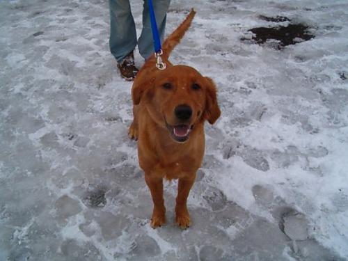 mocha Erkek Golden Retriever