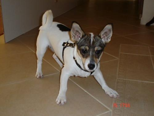 mono Dişi Jack Russell Terrier