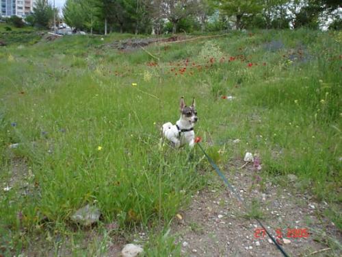 mono Dişi Jack Russell Terrier