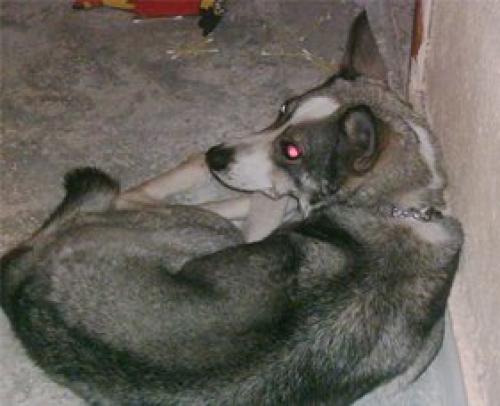 ice Dişi Sibirya Kurdu (Husky)