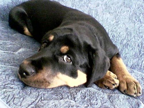 rott Dişi Rottweiler