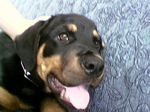 rott Dişi Rottweiler