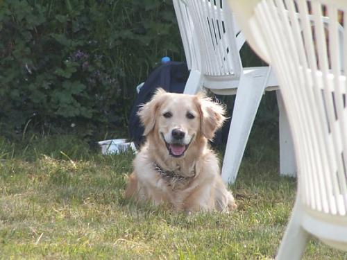 mısır Dişi Golden Retriever