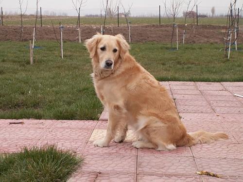 mısır Dişi Golden Retriever