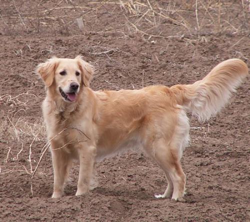 mısır Dişi Golden Retriever