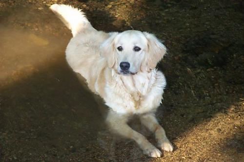 mısır Dişi Golden Retriever