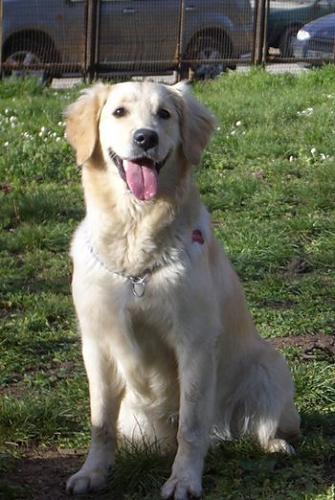 mısır Dişi Golden Retriever