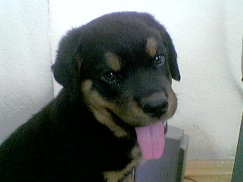 ates Erkek Rottweiler