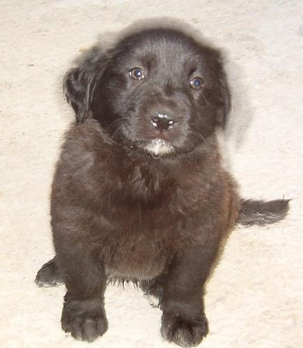 darky jr. Erkek Flat Coated Retriever