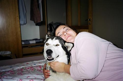 hauenkuonon olk Dişi Alaskan Malamute