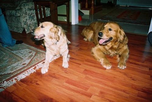 kuki Dişi Golden Retriever