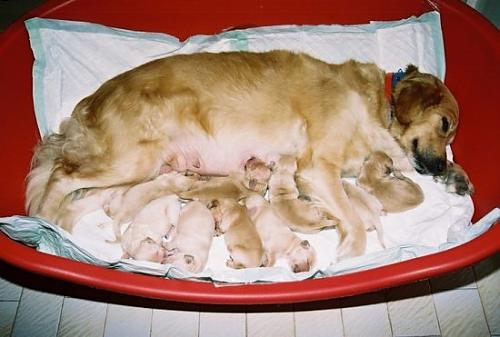 kuki Dişi Golden Retriever